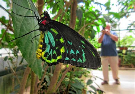 Magical wings butterfly exhibit